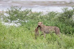 cheetah