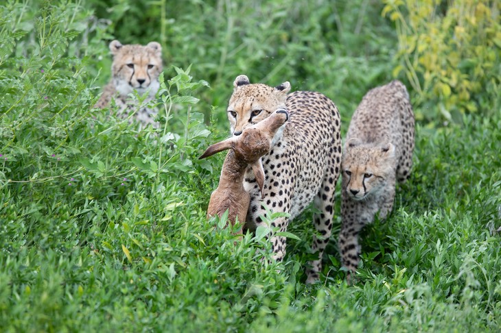 cheetah