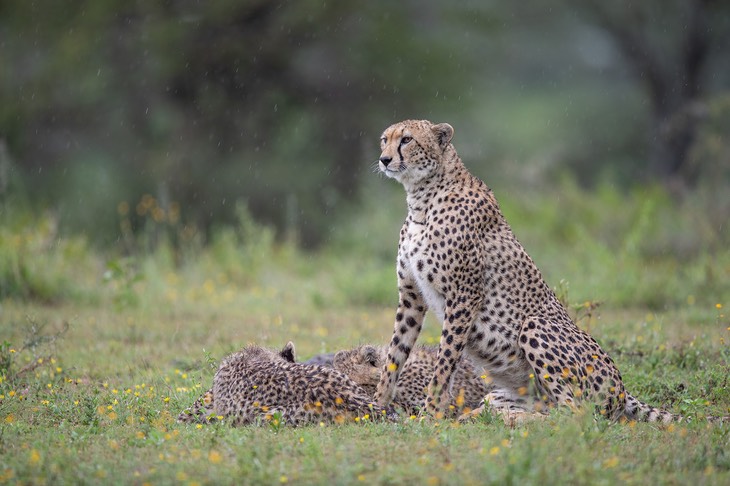 cheetah