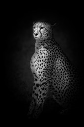 cheetah