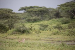 cheetah