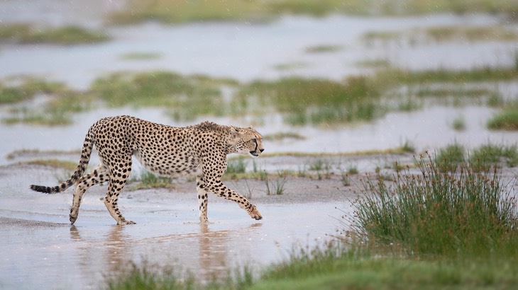 cheetah