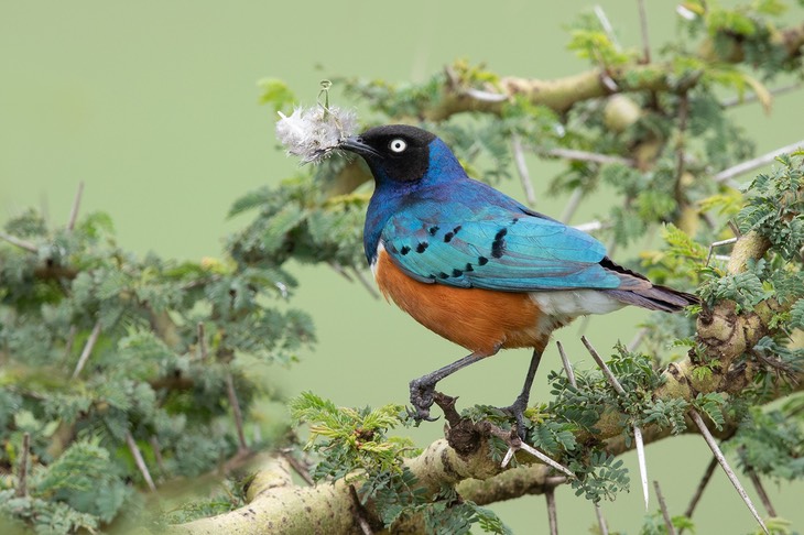 superb starling