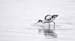 avocet