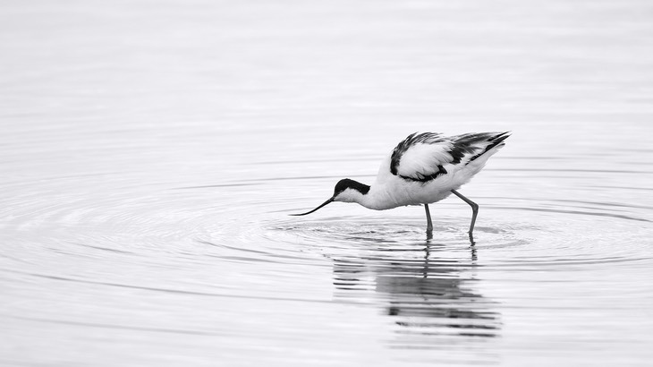 avocet