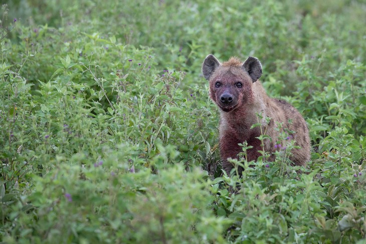 hyena