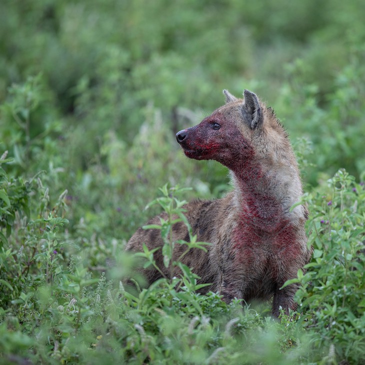 hyena