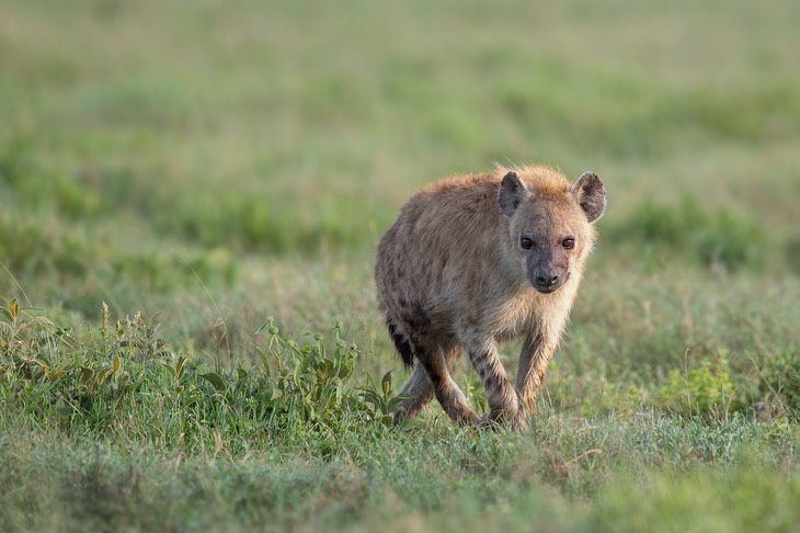 hyena