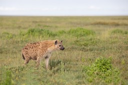 hyena