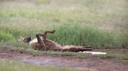 hyena