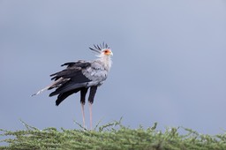 secretary bird