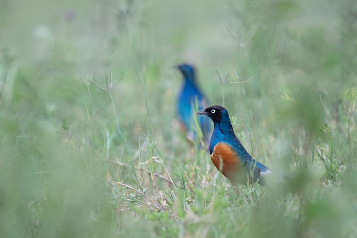 superb starling