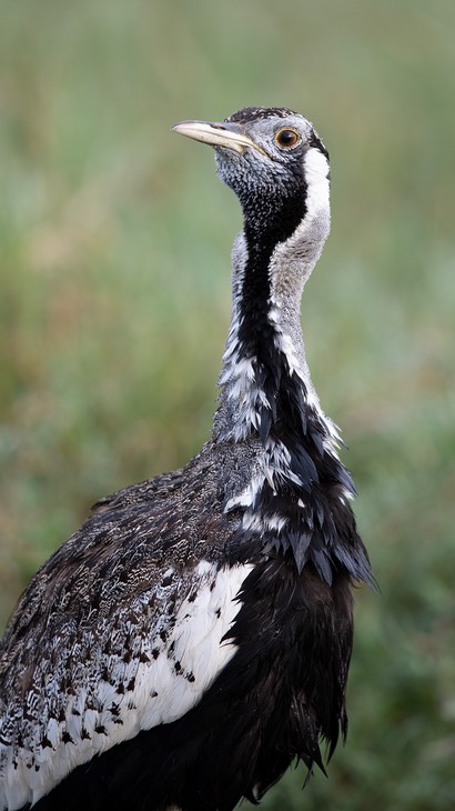 black bellied bustard