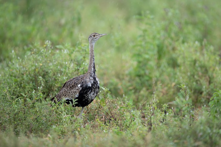 black bellied bustard