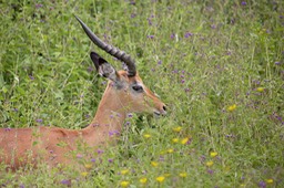 impala