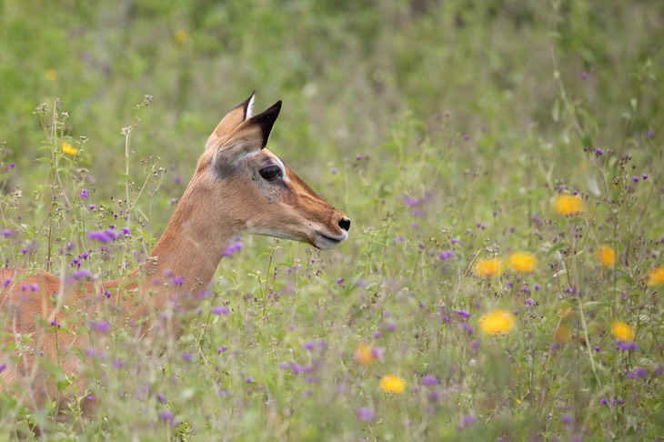 impala