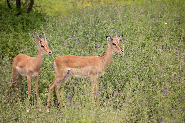 impala