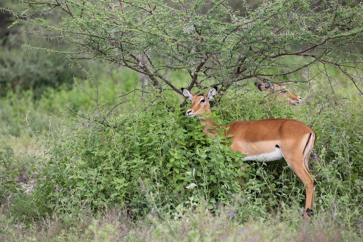 impala