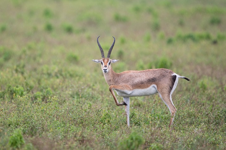 grant's gazelle