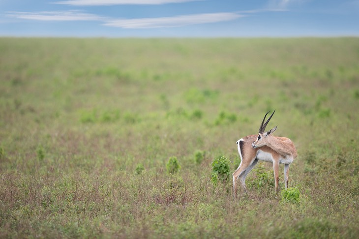 grant's gazelle