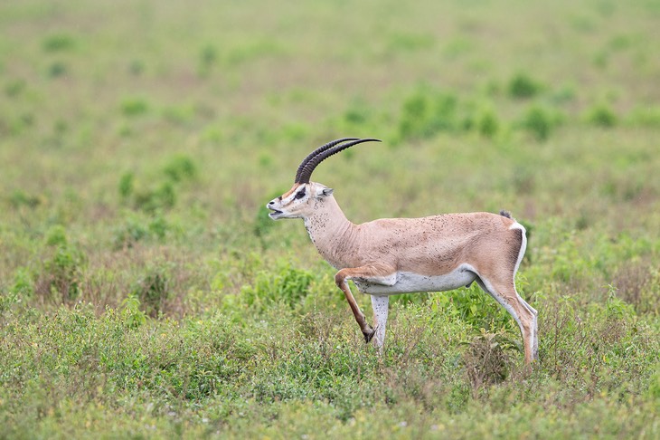 grant's gazelle