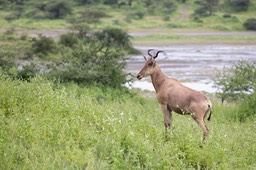 hartebeest