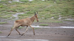 hartebeest