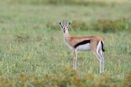 thomson's gazelle