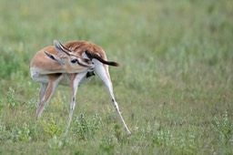 thomson's gazelle