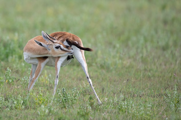 thomson's gazelle