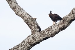 long crested eagle