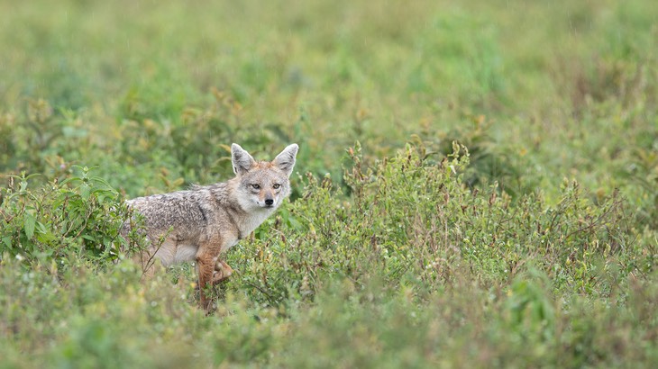 golden jackal