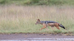 black backed jackal