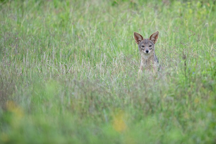 black backed jackal