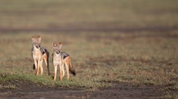 black backed jackal