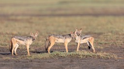 black backed jackal