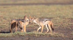 black backed jackal