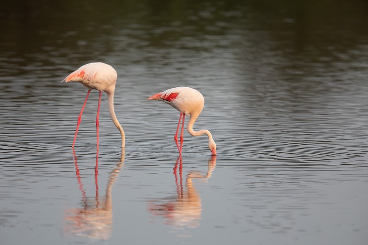 greater flamingo