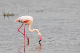 greater flamingo