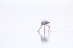 greater flamingo