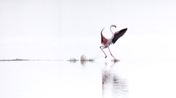 greater flamingo