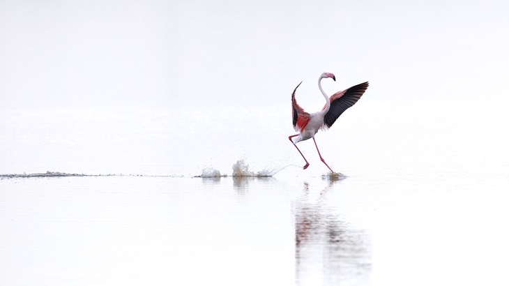 greater flamingo