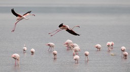 greater flamingo