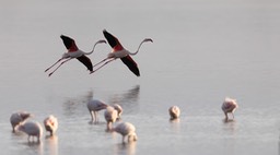 greater flamingo