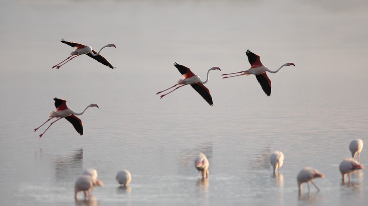 greater flamingo