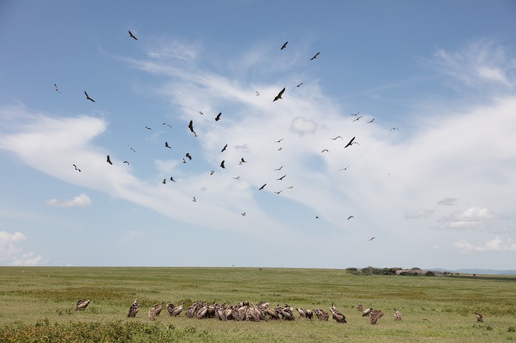 ruppell's griffon vulture