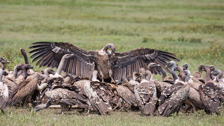 ruppell's griffon vulture