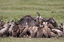 ruppell's griffon vulture