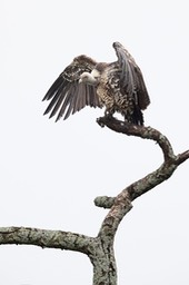 ruppell's griffon vulture