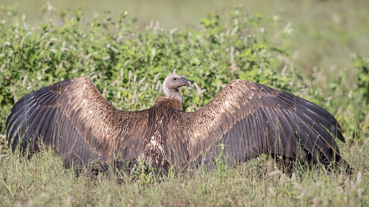 ruppells griffon vulture